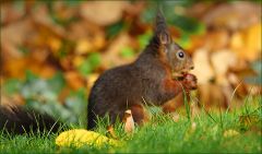Herbstfarben Herbstfarben