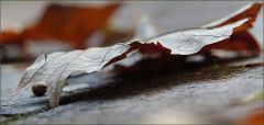 Gefallenes Blatt