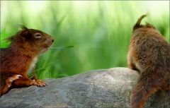 Spielende junge Eichhörnchen Spielende junge Eichhörnchen