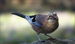 Eichelhäher Eichelhäher