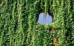 Zugewachsenes Fenster an einem Haus Zugewachsenes Fenster an einem Haus