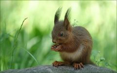 Junges Eichhörnchen Junges Eichhörnchen