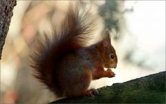 Eichhörnchen Eichhörnchen