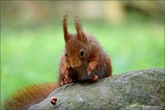 Eichhörnchen Eichhörnchen