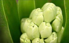 Blütenknospen Blütenknospen