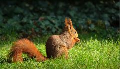 Eichhörnchen Eichhörnchen