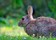 Wildkaninchen Wildkaninchen