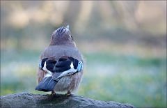 Eichelhäher Eichelhäher