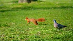 Eichhörnchen Eichhörnchen