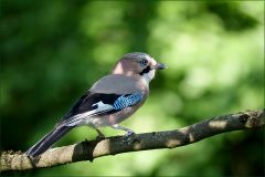 Eichelhäher in Licht und Schatten