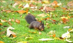 Eichhörnchen Eichhörnchen