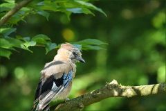 Eichelhäher im Wald Eichelhäher im Wald