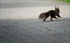 Eichhörnchen Eichhörnchen