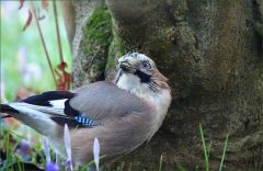 Eichelhäher Eichelhäher