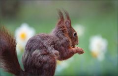 Eichhörnchen