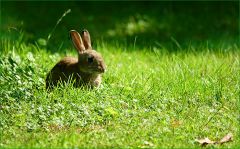 Junges Wildkaninchen Junges Wildkaninchen