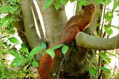 Eichhörnchen Eichhörnchen