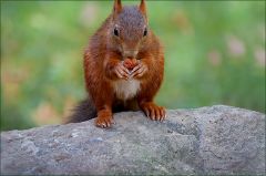 Eichhörnchen futtert eine Nuss