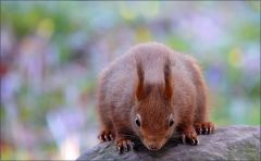 Eichhörnchen Eichhörnchen