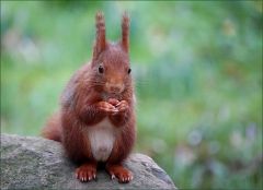 Eichhörnchen Eichhörnchen