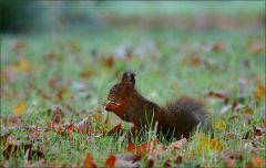 Eichhörnchen im Oktober