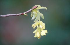 Blütenzweig Blütenzweig