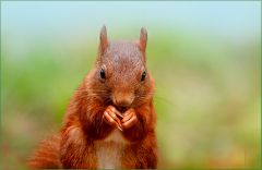 Eichhörnchen Eichhörnchen