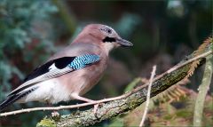 Eichelhäher im Wald