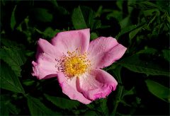 Heckenrose
