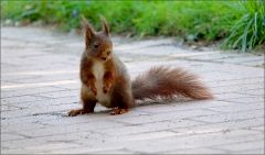 Eichhörnchen Eichhörnchen