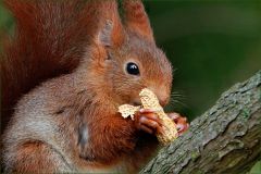 Eichhörnchen mit einer Erdnuss Eichhörnchen mit einer Erdnuss