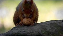 Eichhörnchen Eichhörnchen