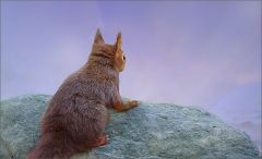 Eichhörnchen Eichhörnchen