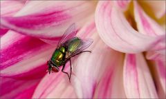 Fliege in einer Dahlie Fliege in einer Dahlie