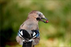 Eichelhäher Eichelhäher