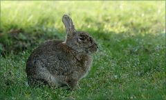 Wildkaninchen Wildkaninchen