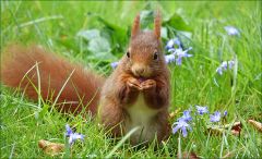 Eichhörnchen Eichhörnchen