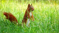 Eichhörnchen Eichhörnchen