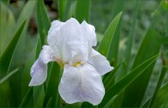 Iris Iris