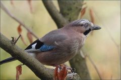 Eichelhäher Eichelhäher