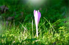 Herbstzeitlose Herbstzeitlose