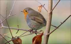 Rotkehlchen Rotkehlchen