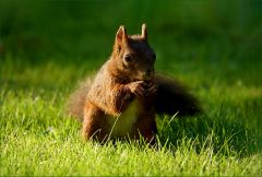 Eichhörnchen Eichhörnchen