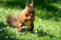 Eichhörnchen in der Morgensonne Eichhörnchen in der Morgensonne