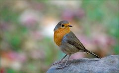 Rotkehlchen Rotkehlchen