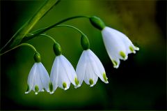 Märzenbecher Märzenbecher