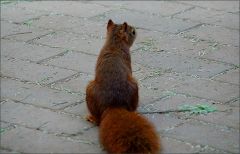 Eichhörnchen Eichhörnchen