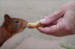 Eichhörnchen Eichhörnchen