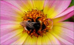 Hummel in Dahlie Hummel in Dahlie