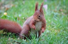 Eichhörnchen Eichhörnchen